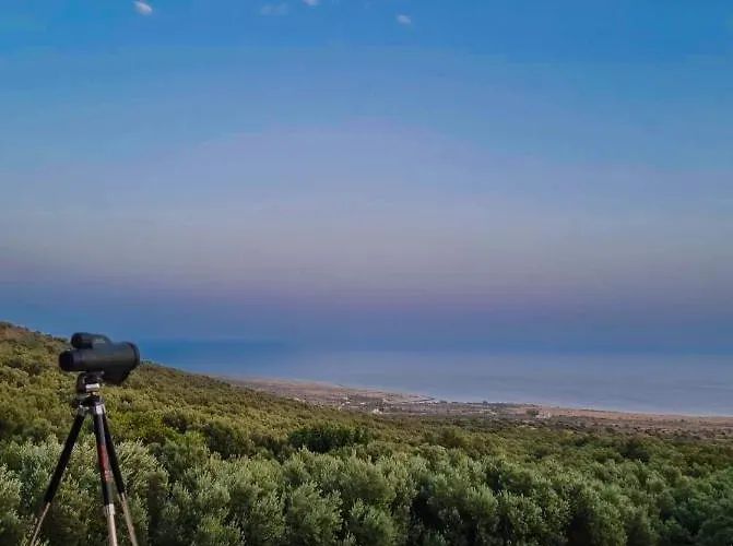 Rizomia 1865 예롤리민